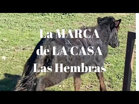 🍀La MARCA de LA CASA: HERRADEROS de Hembras de VICTORINO MARTÍN