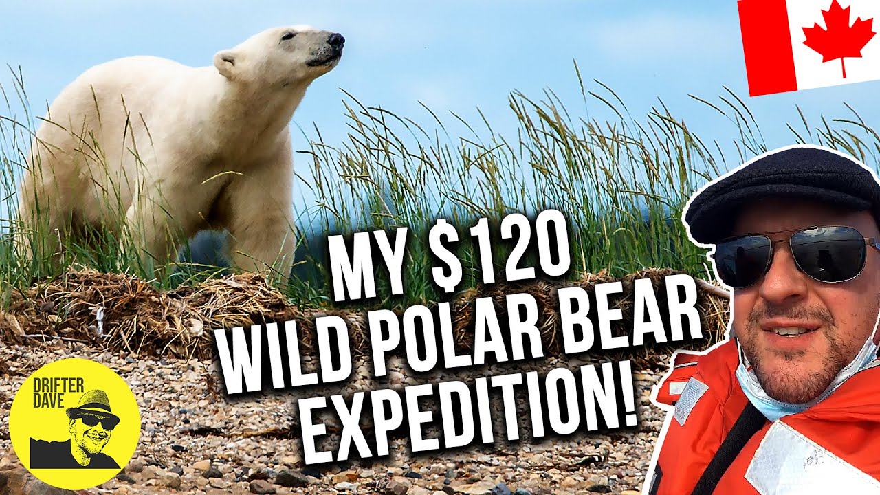 Manitoba's $120 Polar Bear & Beluga Safari! (Summer in Churchill is jaw-dropping!) 🇨🇦 🐻 🐳