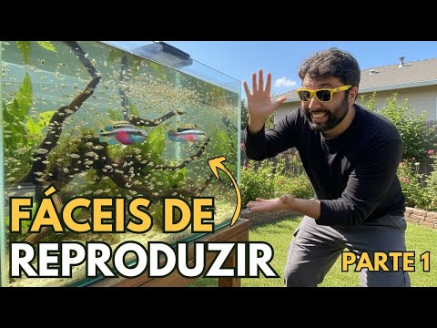 🌿 Quer ver filhotes no seu aquário? Comece com esses 5 peixes!