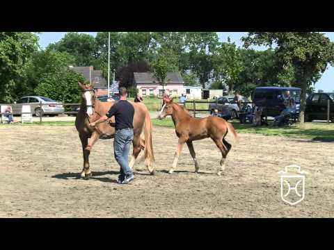 210 Stutfohlen von Dinken   Cardino   Caretino