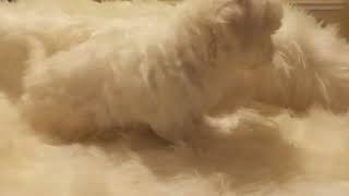 Video preview image #5 Bichon Frise Puppy For Sale in ORLANDO, FL, USA