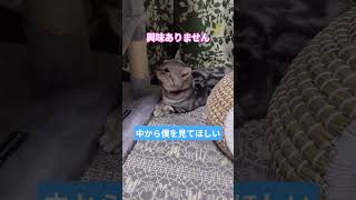 #cat#猫#ねこ