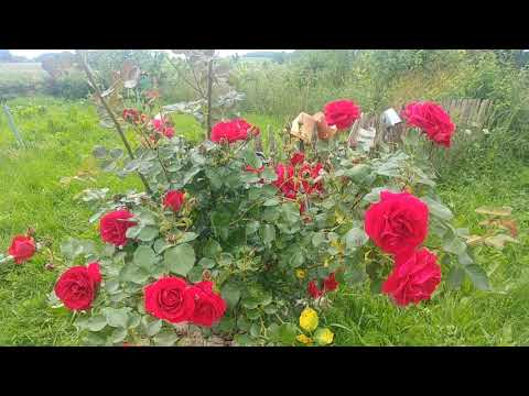 Vlog odc 48 W warzywniku