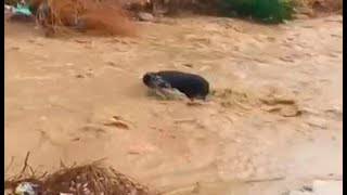 Ein Mann wurde in Menidi von einer Überschwemmung weggespült – schockierendes Video
