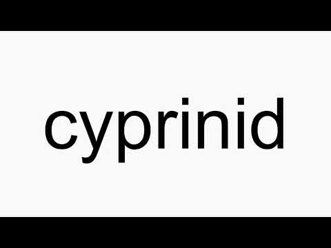 How to pronounce cyprinid
