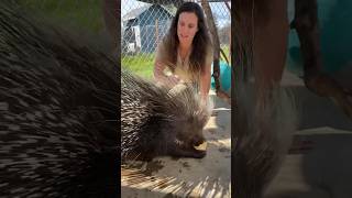 This Porcupine Just Wanted to Cuddle😳😅