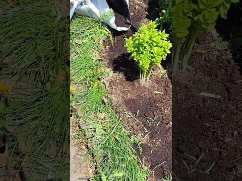 マリーゴールドを家庭菜園に植える理由 いつ種を蒔くか マリーゴールドのメリット