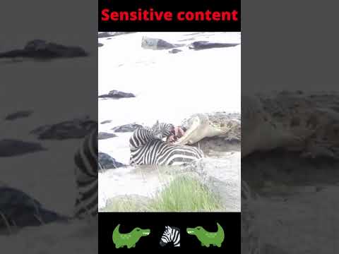 Zebra's face ripped by crocodile #shorts