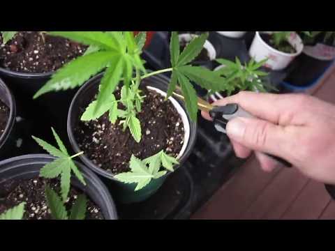 download lagu mp3 mp4 Seven Leaf Weed Plant, download lagu Seven Leaf Weed Plant gratis, unduh video klip Seven Leaf Weed Plant