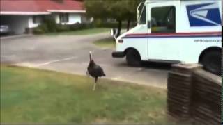 Psycho Turkey
