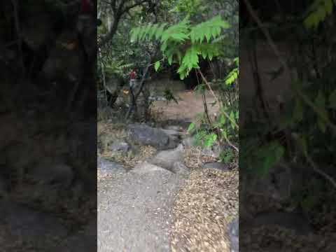 View of and from Site #29 leading through treeline to where we set up our tent