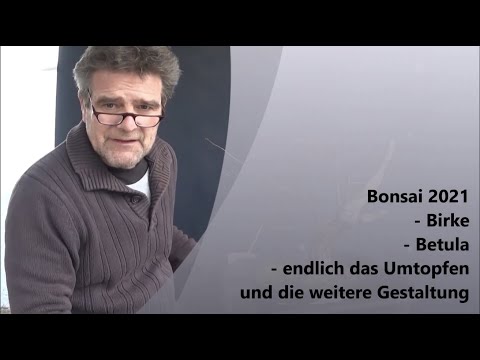 Bonsai 2021-14 - Birch - Betula - finally repotting and further design