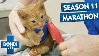 3+ Hour Bondi Vet Full Episode Marathon! | Season 11