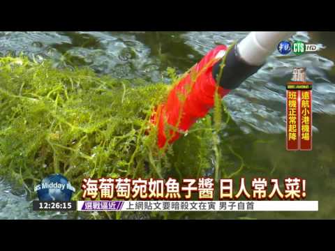 海葡萄可以帶回台灣嗎