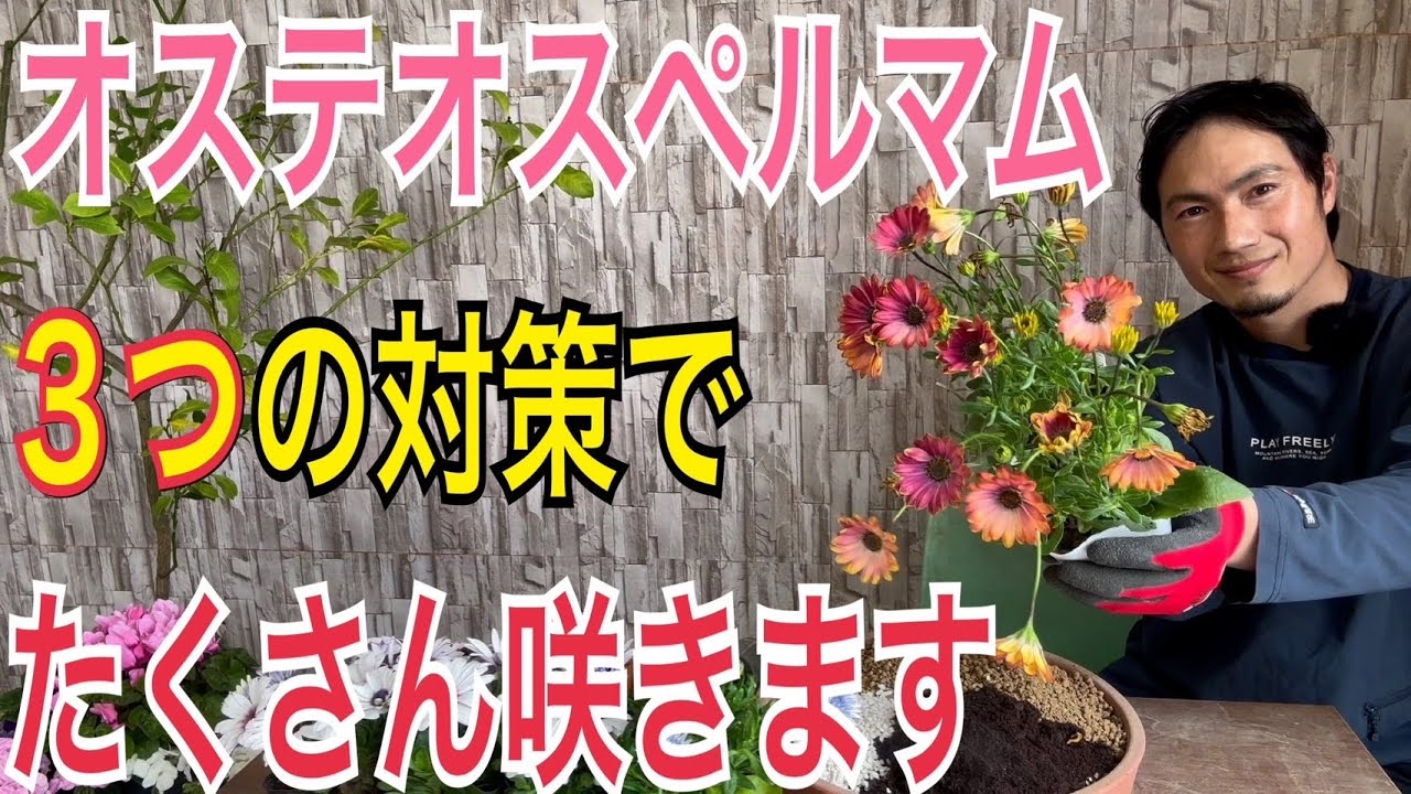 【オステオスペルマム】4月の管理で爆発的に咲きます！【園芸】】【ガーデニング】