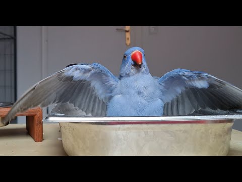 Vogel alleine halten? Was du unbedingt wissen solltest  🦜