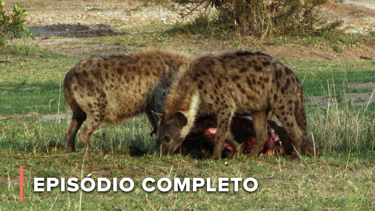 Éden secreto dos dias modernos para leões, hienas e elefantes | Nômades do Serengeti 103