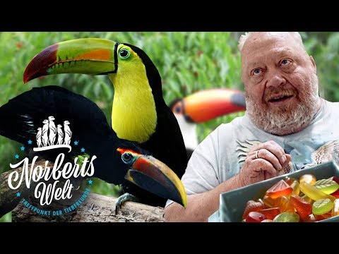 download lagu mp3 mp4 Graupapagei Kaufen Schweiz, download lagu Graupapagei Kaufen Schweiz gratis, unduh video klip Graupapagei Kaufen Schweiz