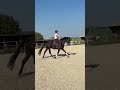 Hongre hanovrien de dressage - 5 ans