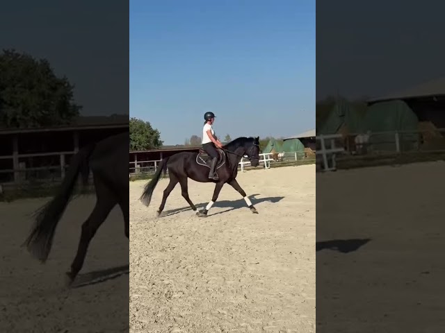 Hongre hanovrien de dressage - 5 ans