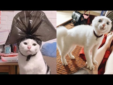 FUNNY ANGRY CATS 🐱😹- TRY NOT TO LAUGH!!! - Funny Pets