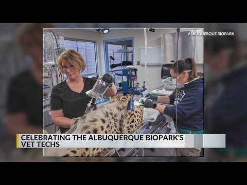 'We have to be inventive': Celebrating Albuquerque BioPark's vet techs - YouTube