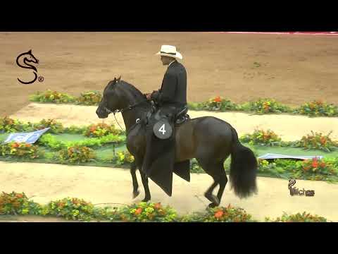 PRETENDIDO DE SAN ISIDRO, GRAN CAMPEON PASO FINO COLOMBIANO 22 EXPO RIONEGRO GRADO B 2024