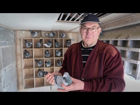 WHZB/TBOTB 2018 Winners - Marathon: Rinus van Beers, Zevenbergschehoek (with English subtitles)