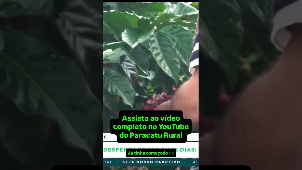Café despenca R$200 em 15 dias: O impacto do relatório de 77 milhões de sacas.
