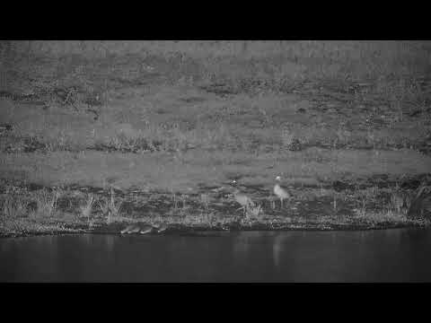 Djuma: Egyptian Goose family - 22:59 - 01/02/22