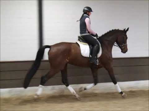 FIA LOU 4j. v. Fürst Bischof - Lauries Crusador xx VB 10.000,- Euro