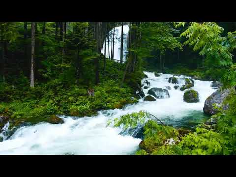 75  Surja El Kijame   Ringjallja