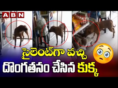Cutest Thief:Talented Dog Came Silently and Stole Food || MUSTWATCH || Viral Video || ABN Telugu