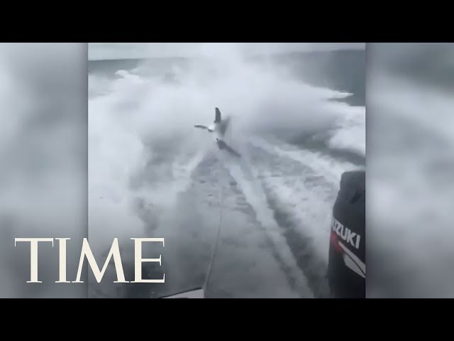 Florida Officials Investigate 'Disturbing' Video Of Shark Being Dragged By A Speed Boat | TIME