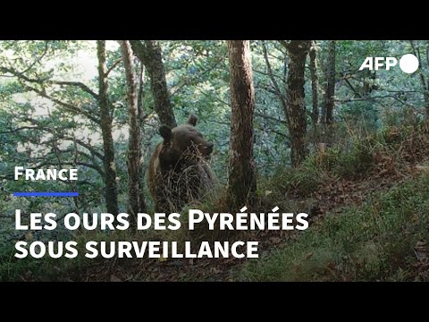 Dans les Pyrénées, l'ours sous surveillance pour assurer sa survie | AFP