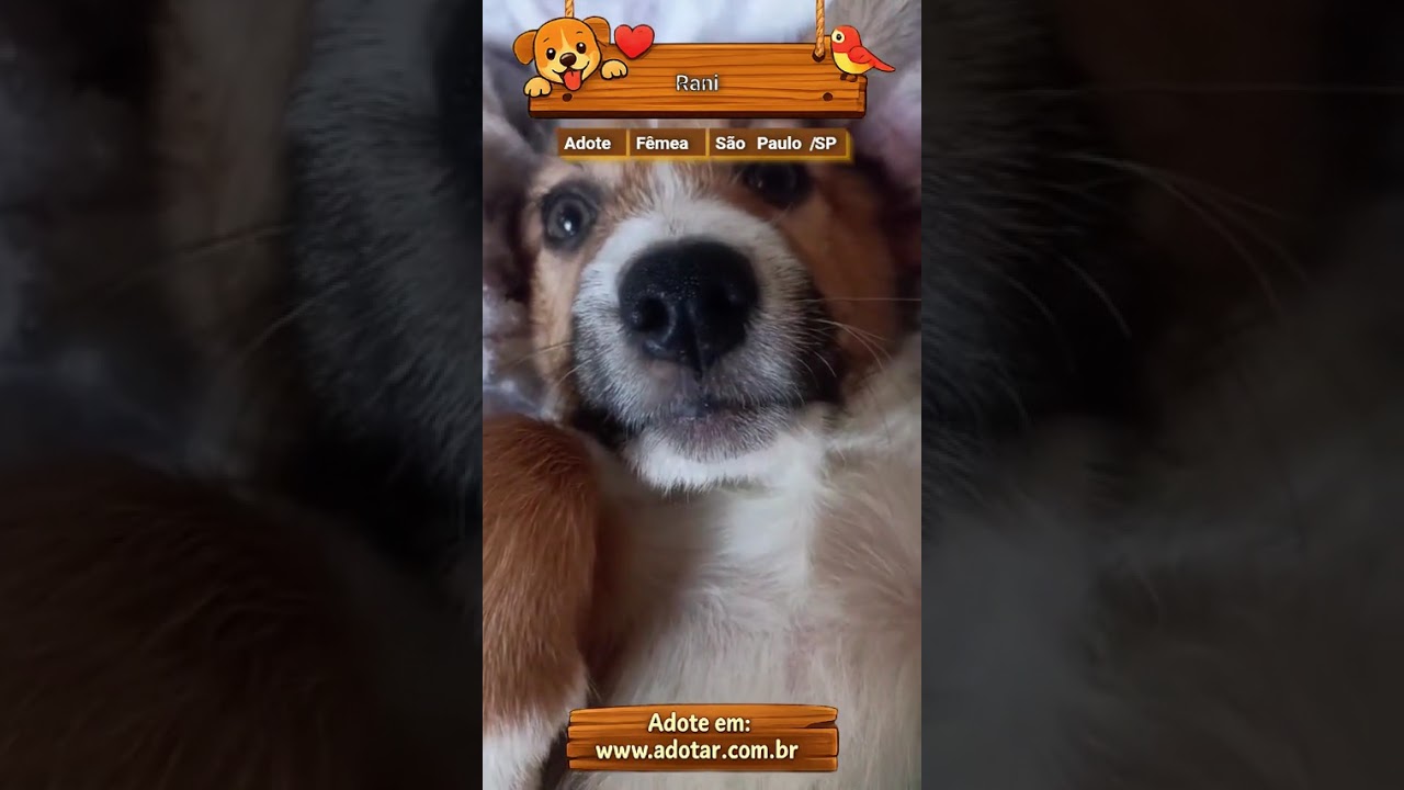 Cachorro raça SRD-ViraLata idade 2 a 6 meses nome Rani 