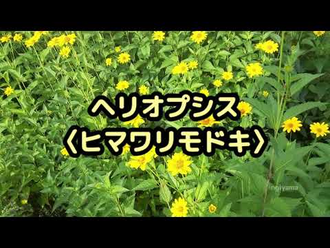 園芸 ヘリオプシス、偽ヒマワリ、偽ヒマワリ