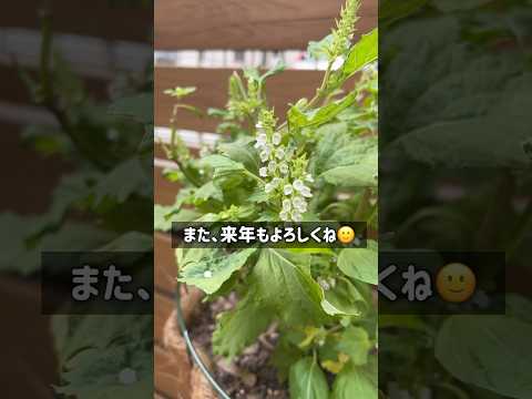 今年の最初の花がすでに美しさを見せています。彼らは何ですか？  庭園