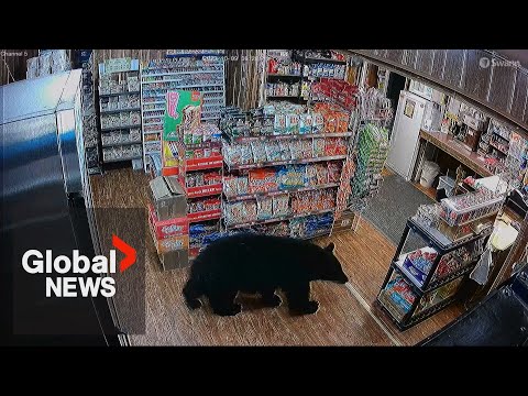 Bear walks into BC convenience store, steals bag of gummies: "He had a sweet tooth"