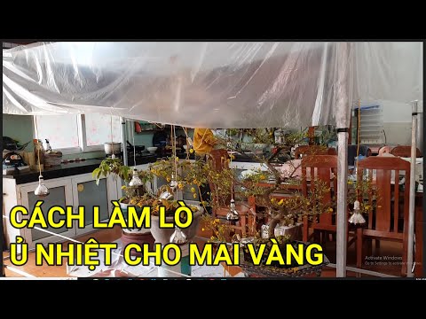 🔴 QBS22341 - CÁCH LÀM LÒ Ủ NHIỆT CHO MAI VÀNG MIỀN BẮC | KÍCH NỤ MAI VÀNG NỞ ĐÚNG TẾT | HOA MAI VÀNG