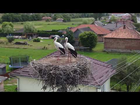 Beautiful storks in their nest, Recea Cristur village, Transylvania region, Romania