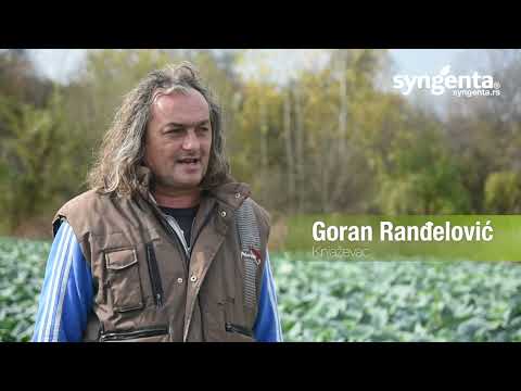 ESCAZU kupus - Otporan na pucanje plodova - DUŽI PERIOD BRANJA!