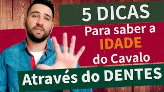 Como saber a idade do CAVALO através dos dentes