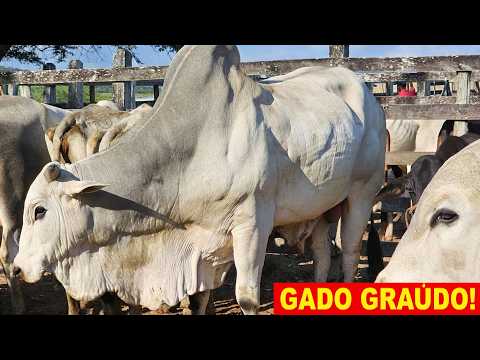 FEIRA DO GADO DA CIDADE DE SÃO JOÃO-PE  07.09.2026 #nordeste