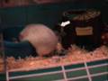 Day 598 Sesame 2