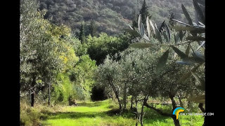 preview picture of video 'Making Olive Oil by Italytailormade.com'