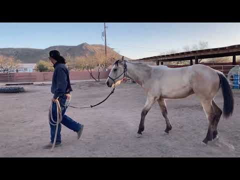 AZHT: How to Discipline A Horse - You Don't Beat Em', You Work Em'