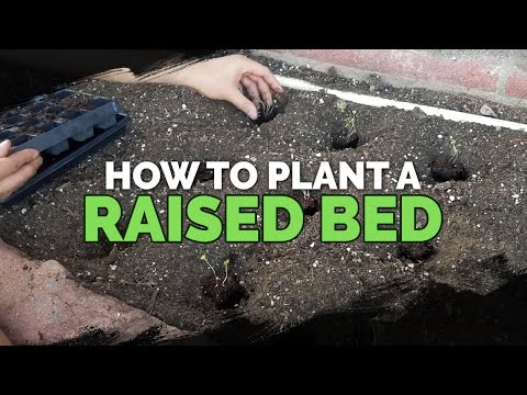 9 Beginner Raised Bed Garden Mistakes to Avoid