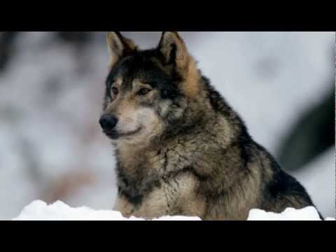 Vladimir Vysotsky - The Hunting Of Wolves
