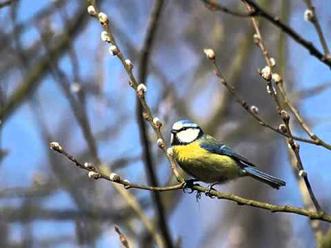 Quillapas El Condor Pasa [www.downtube.eu].avi